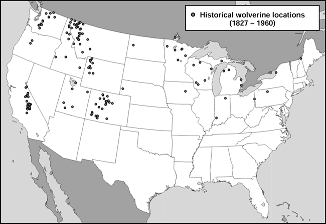 Distribution and Broadscale Habitat Relations of the Wolverine in the ...