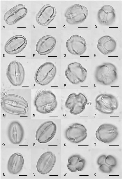 Pollen Morphology Of Tribes Aptosimeae And Myoporeae Supports The Phylogenetic Pattern In Early Branching Scrophulariaceae Revealed By Molecular Studies