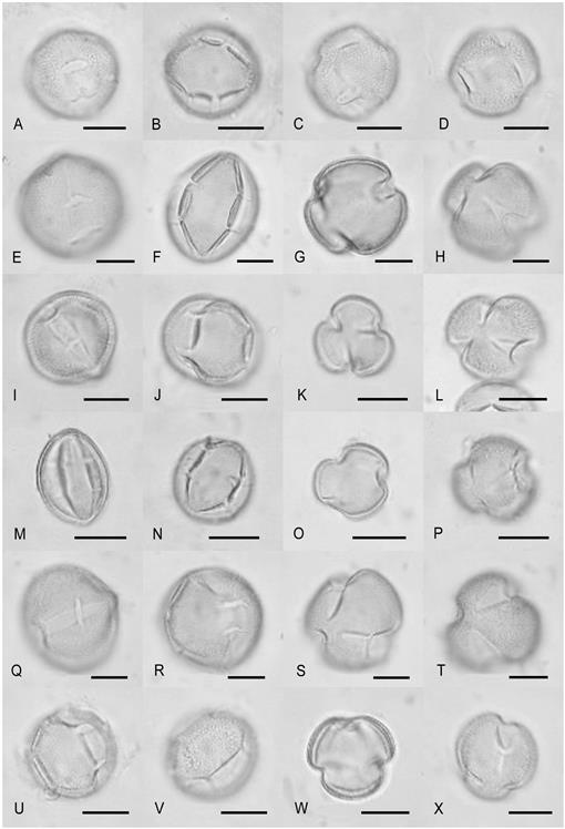 Pollen Morphology Of Tribes Aptosimeae And Myoporeae Supports The Phylogenetic Pattern In Early Branching Scrophulariaceae Revealed By Molecular Studies