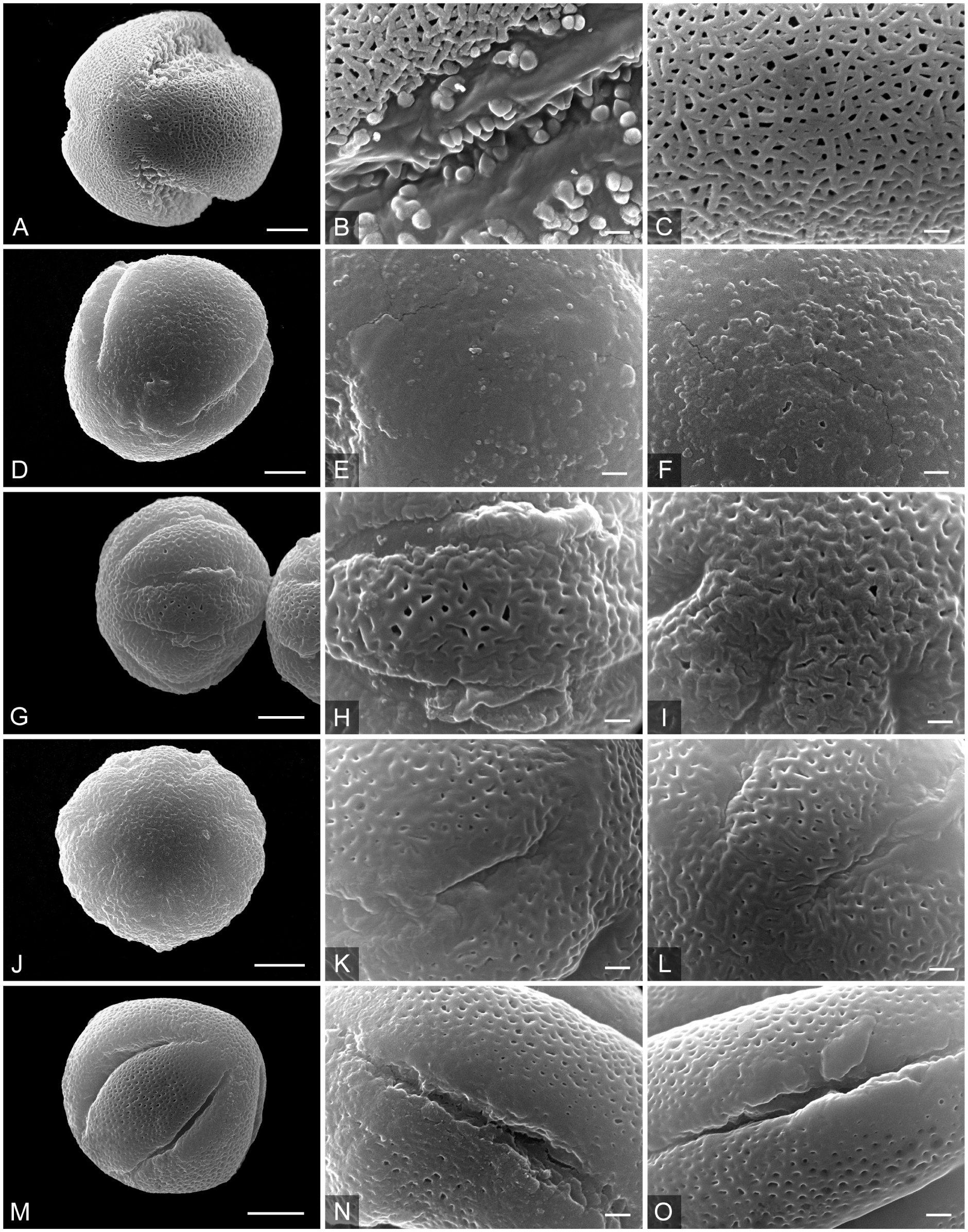 Pollen Morphology Of The Tribe Hemimerideae Possible Evidence Of Ancestral Pollen Types And Parallel Evolution In The Basalmost Clade Of Scrophulariaceae S Str