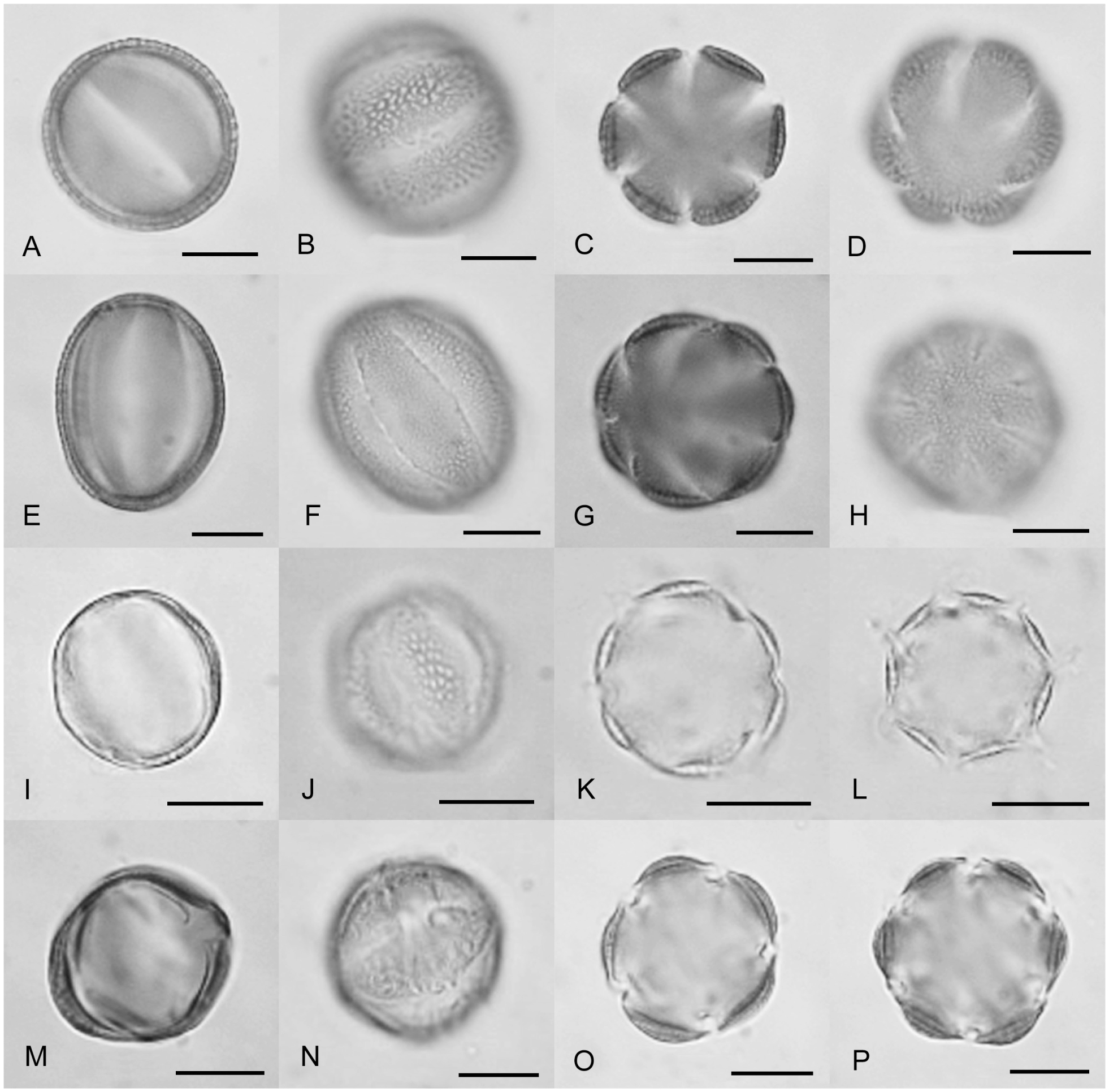 Pollen Morphology Of The Tribe Hemimerideae Possible Evidence Of Ancestral Pollen Types And Parallel Evolution In The Basalmost Clade Of Scrophulariaceae S Str