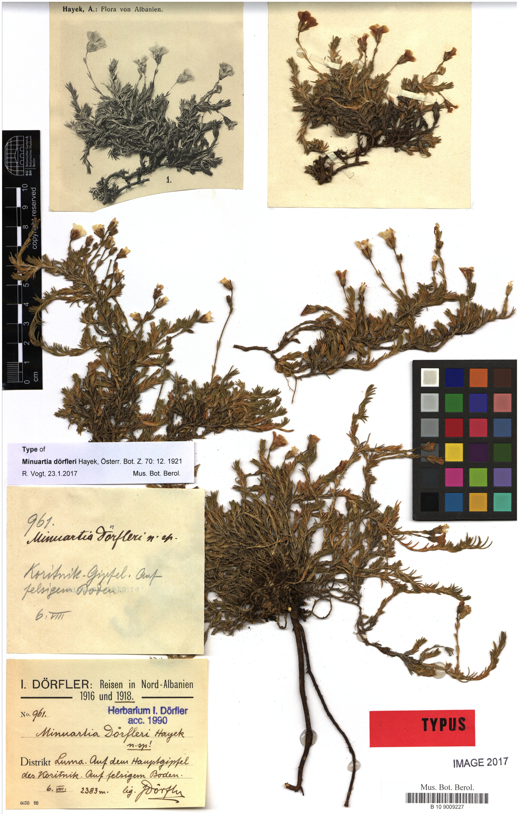 The herbarium of Ignaz Berlin