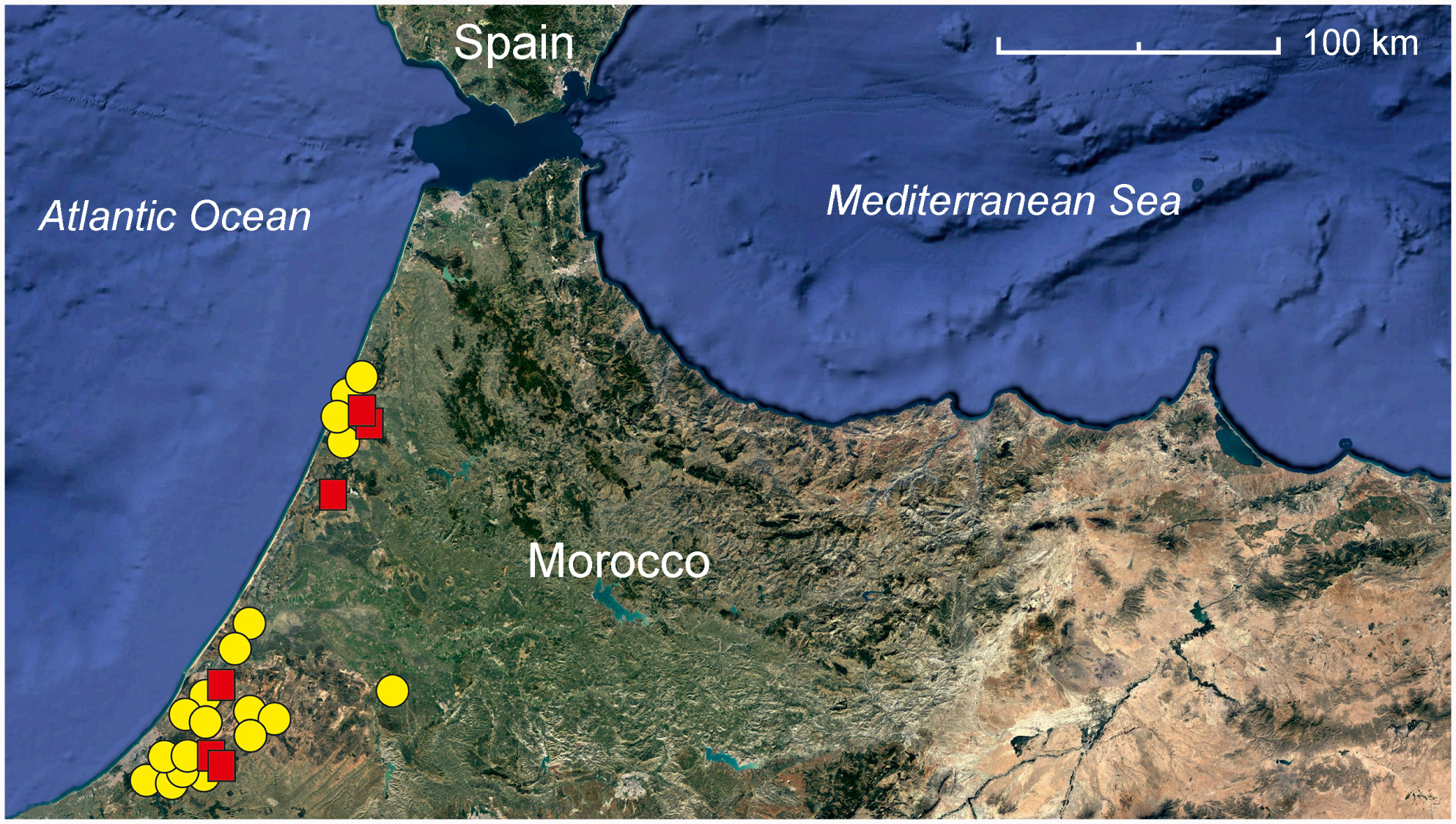 Biscutella Pseudolyrata Brassicaceae Biscutelleae A New Species Endemic To Nw Morocco Based On Morphological And Molecular Evidence