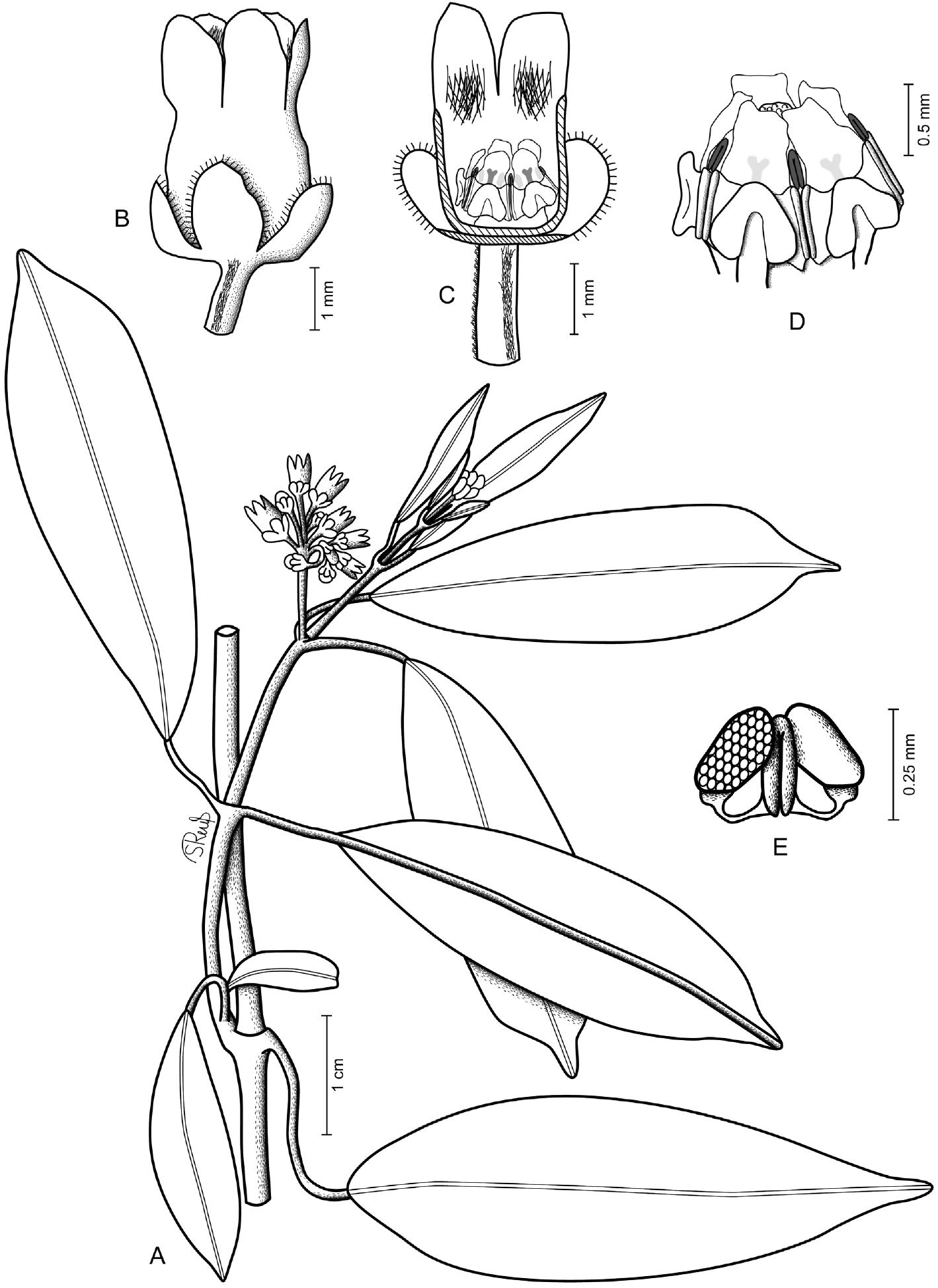 Transfer Of Cuban Marsdenia To Ruehssia Apocynaceae Asclepiadoideae And Two New Species In Ruehssia