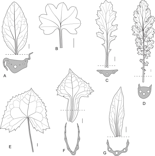 A note on leaf venation and the circumscription of Tephroseris ...