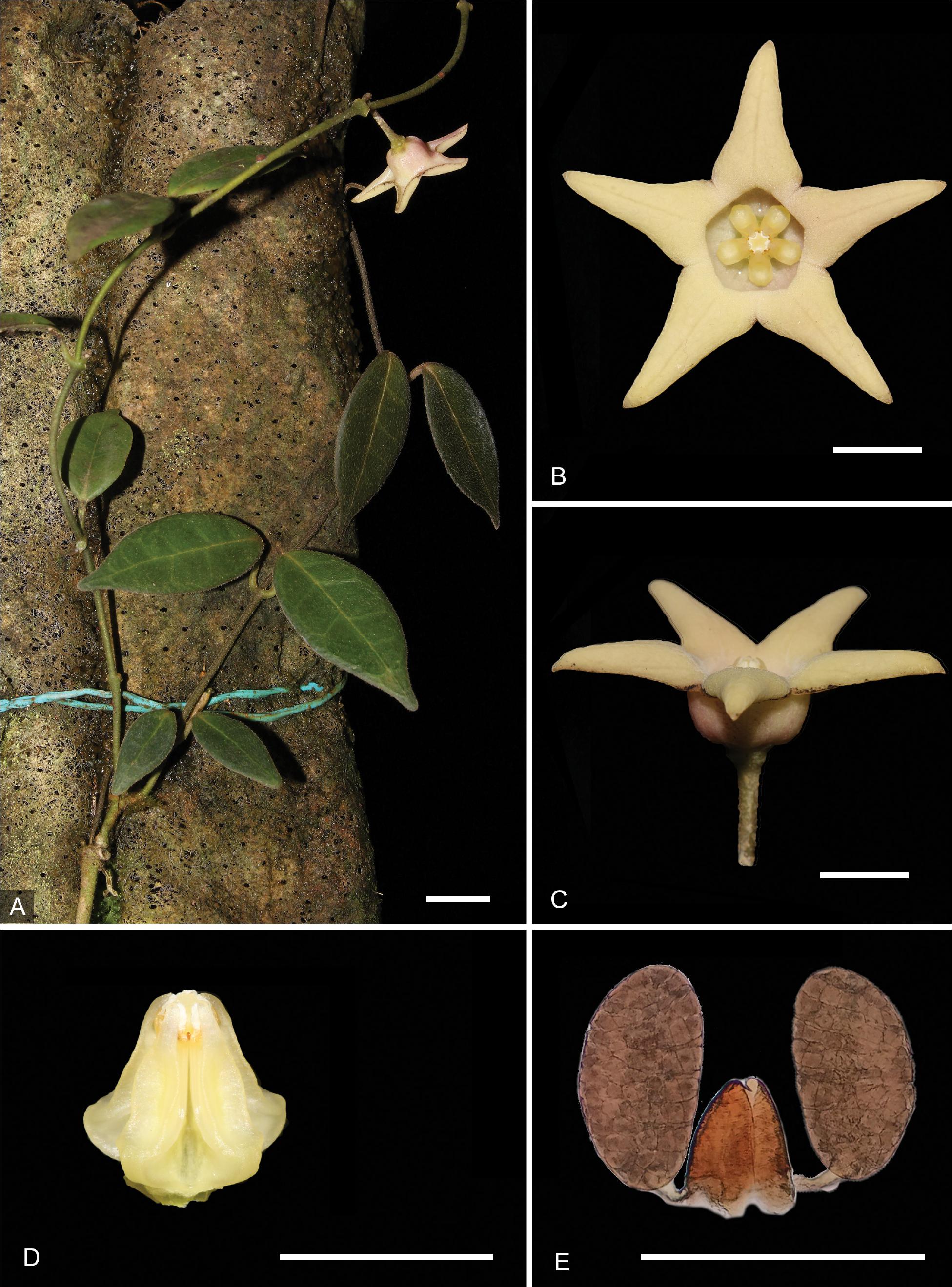 PDF) The taxonomy of Hoya micrantha and Hoya revoluta (Apocynaceae