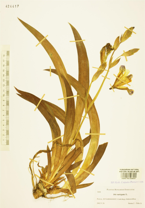 neotypification-of-the-linnaean-name-iris-variegata-iridaceae