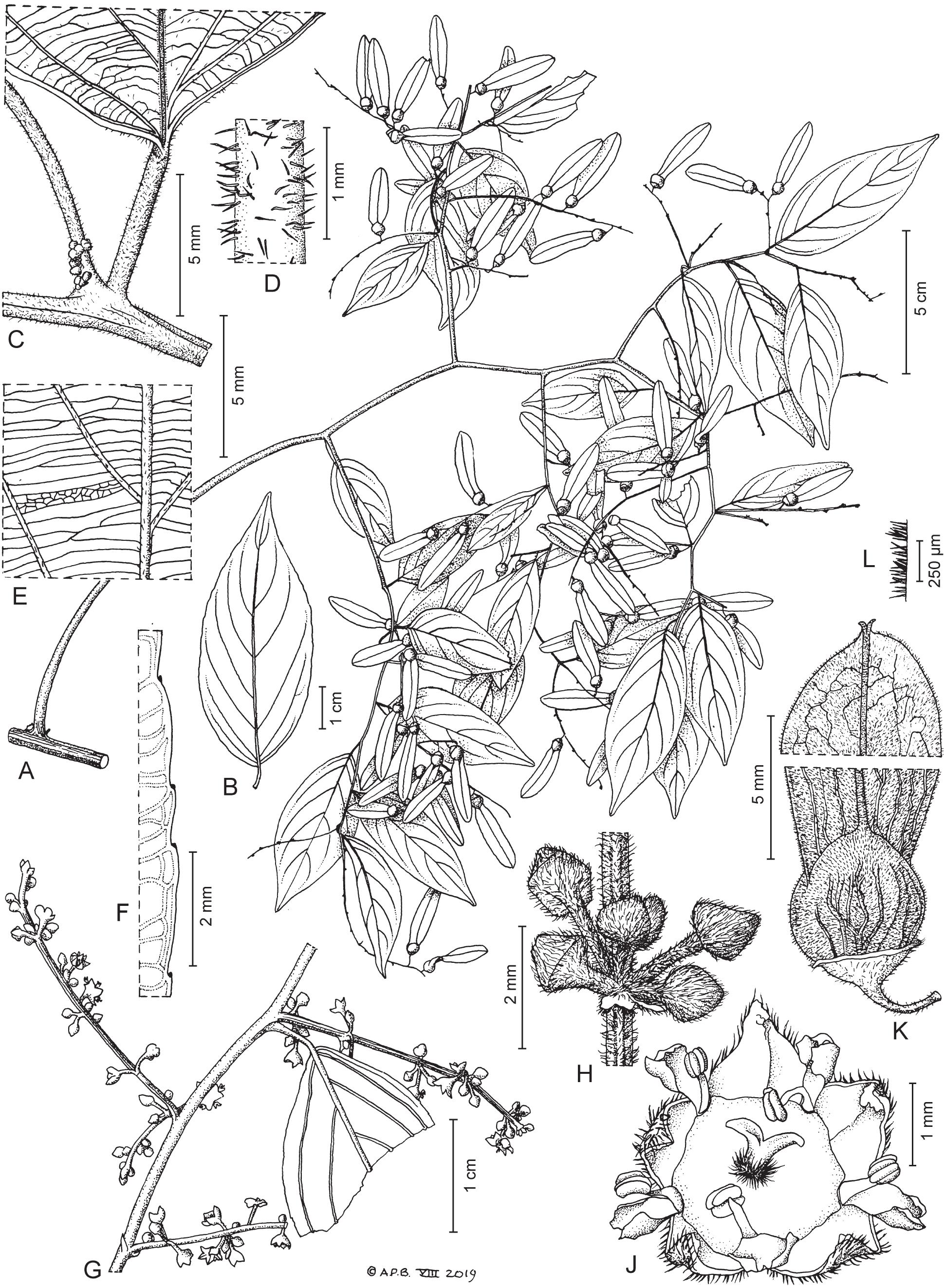 A Revision Of Ventilago Rhamnaceae In New Caledonia And Vanuatu With Notes On Dyeing Properties