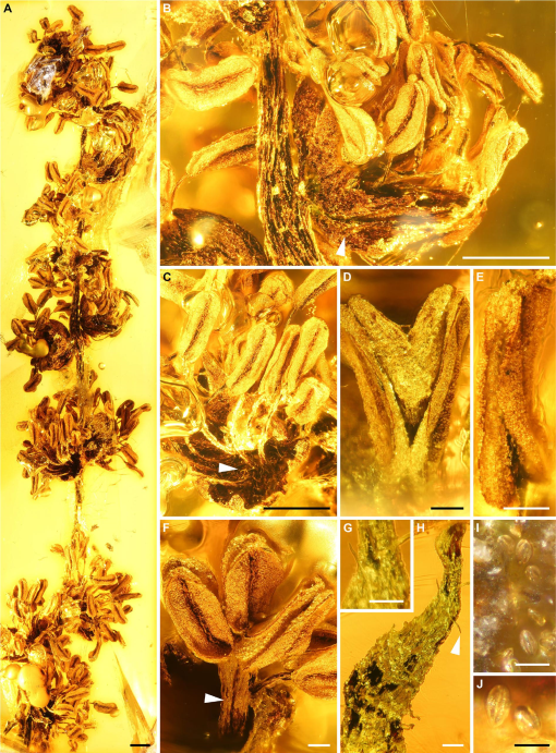 Staminate inflorescences with in situ pollen from Eocene Baltic amber  reveal high diversity in Fagaceae (oak family)