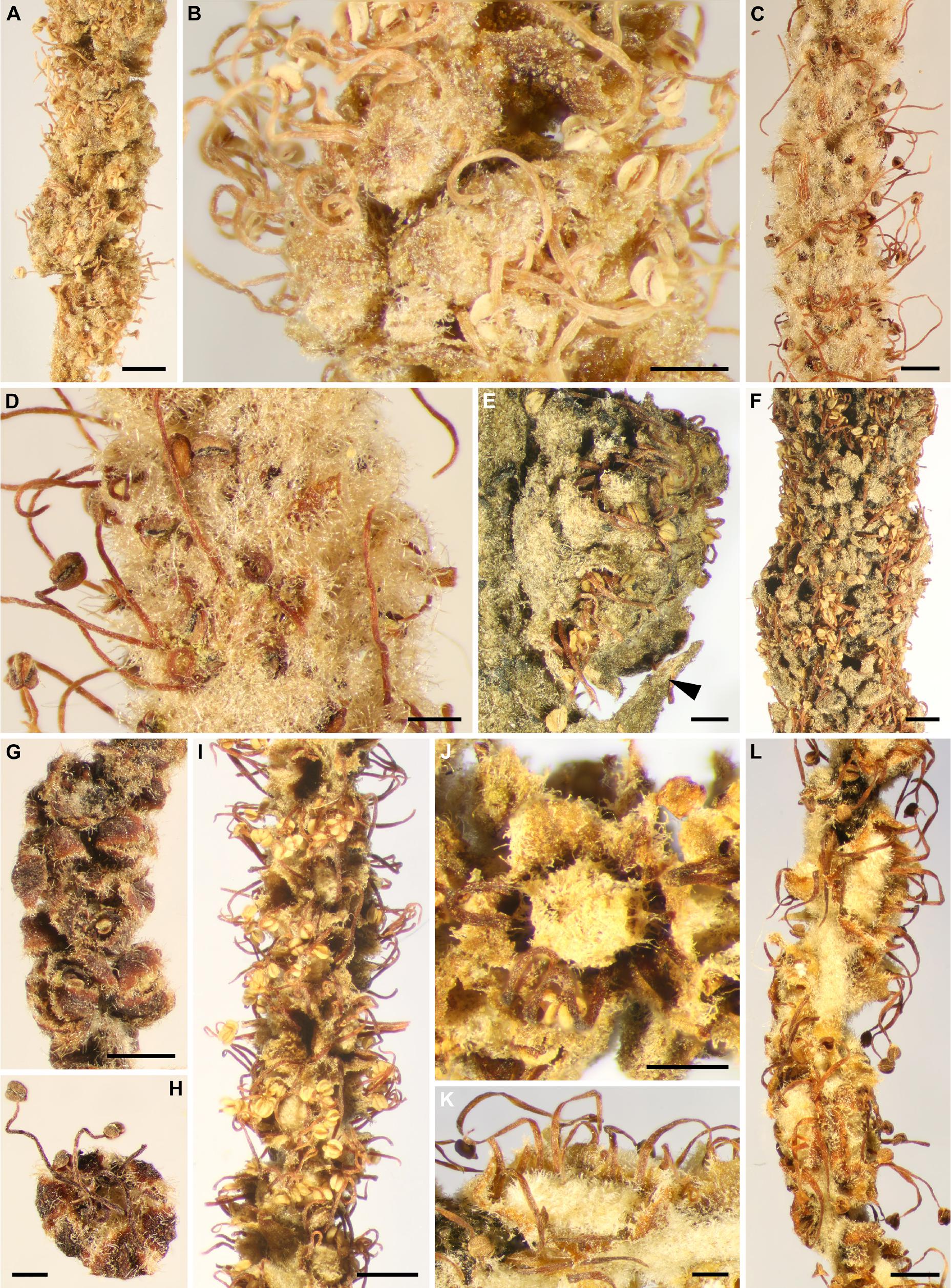Staminate Inflorescences With In Situ Pollen From Eocene Baltic Amber Reveal High Diversity In Fagaceae Oak Family