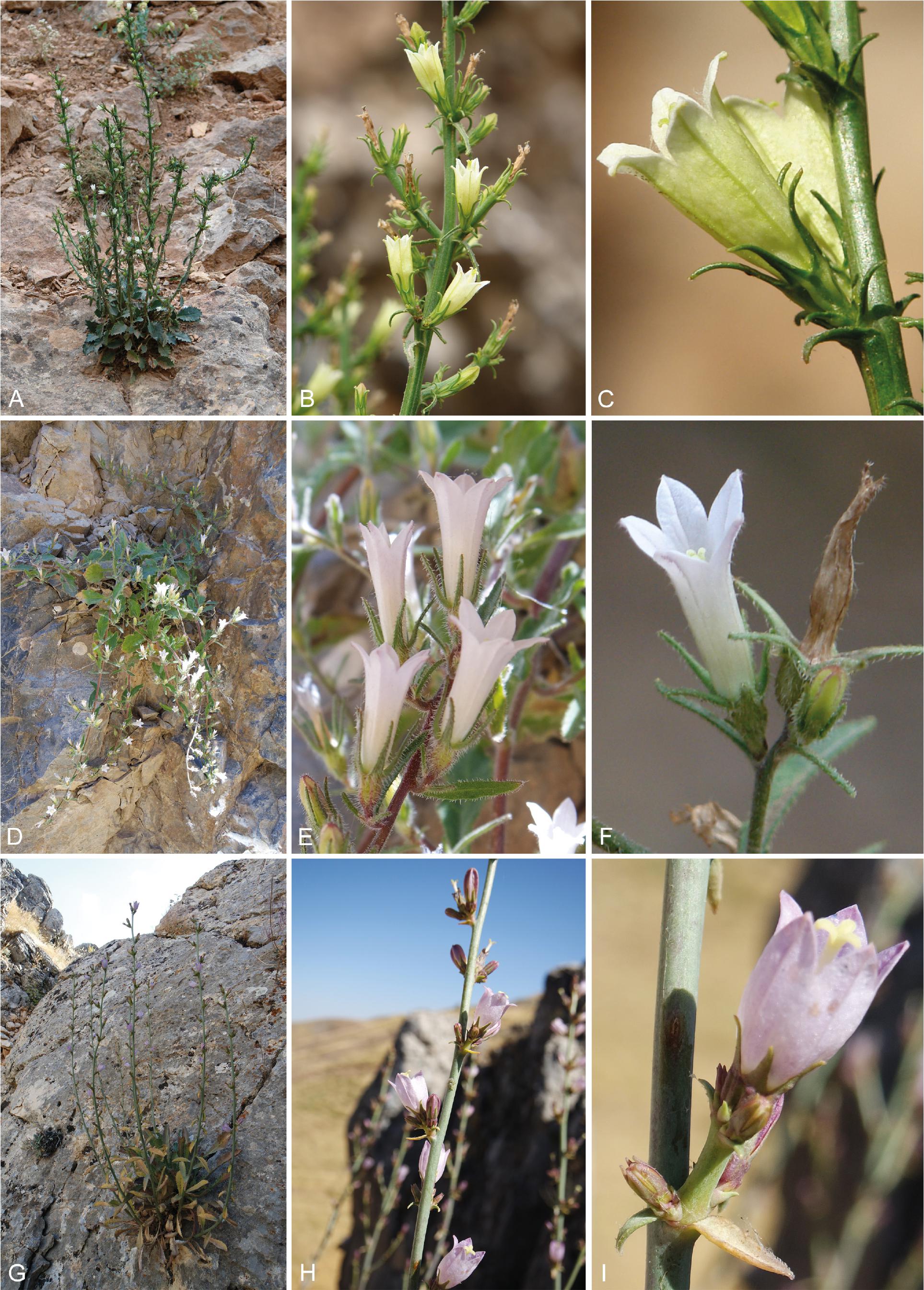 Brucia Essenze Campanula - Victor Philippe