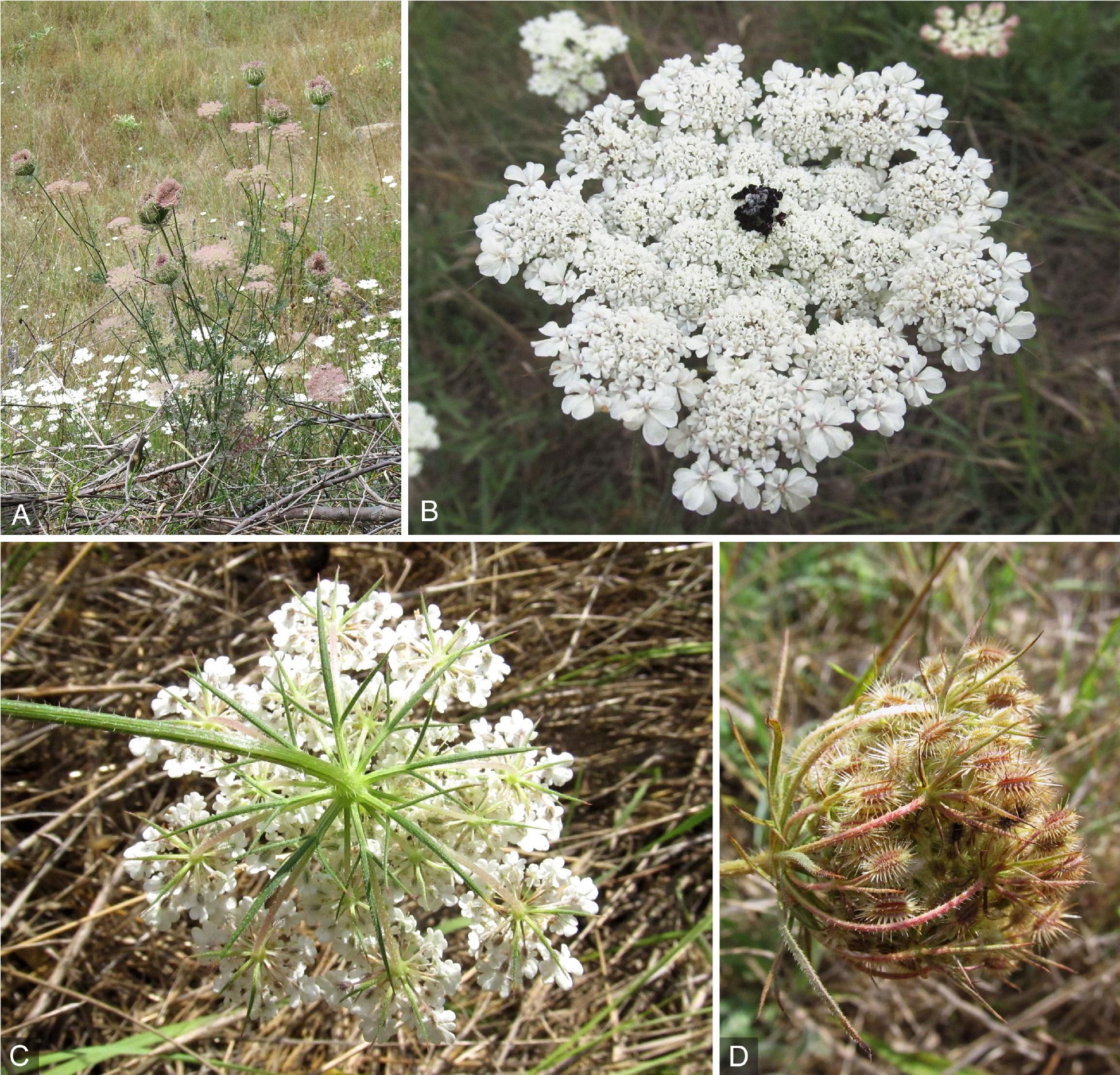 Queen Anne's Lace (Wild Carrot)  Missouri Department of Conservation