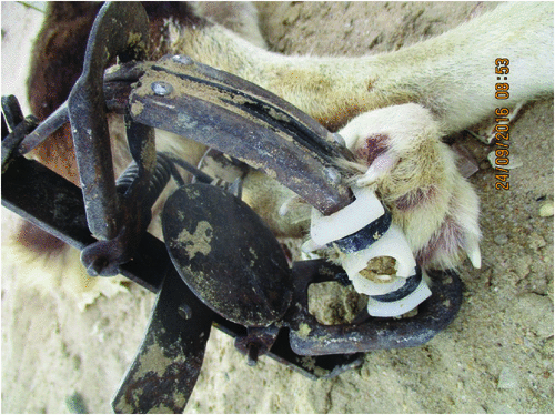 Efficacy of lethal-trap devices to improve the welfare of trapped wild dogs