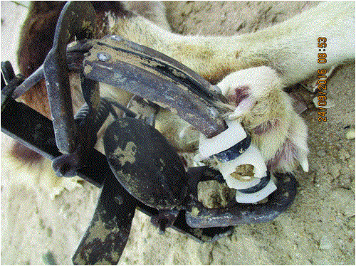 Efficacy of lethal-trap devices to improve the welfare of trapped wild dogs
