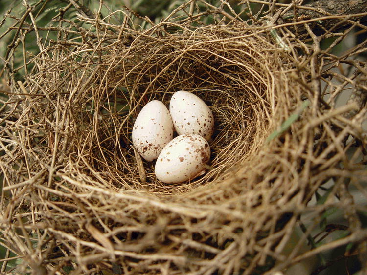 bullfinch eggs