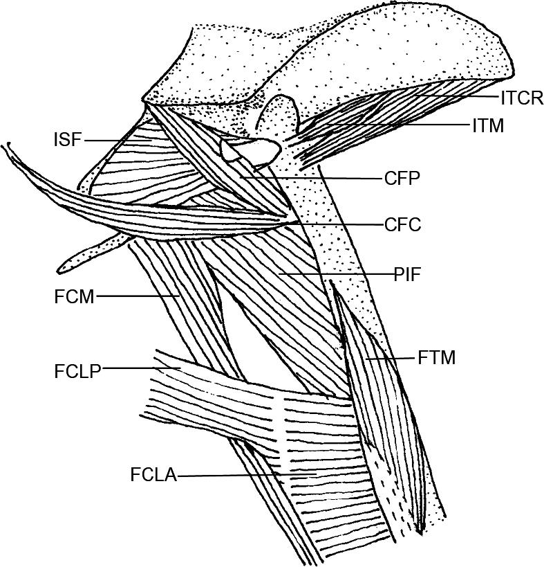 Descriptive Anatomy of the Pelvic Appendage Myology of the Endemic ...