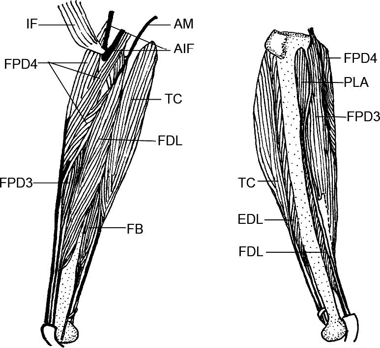 Descriptive Anatomy of the Pelvic Appendage Myology of the Endemic ...