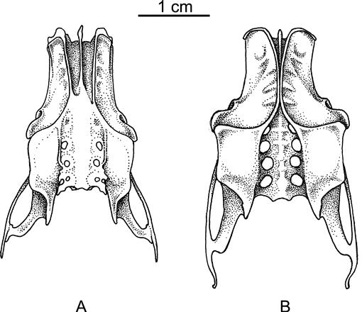 Dorsal (left) and ventral (right) views of the holotype of Sepia