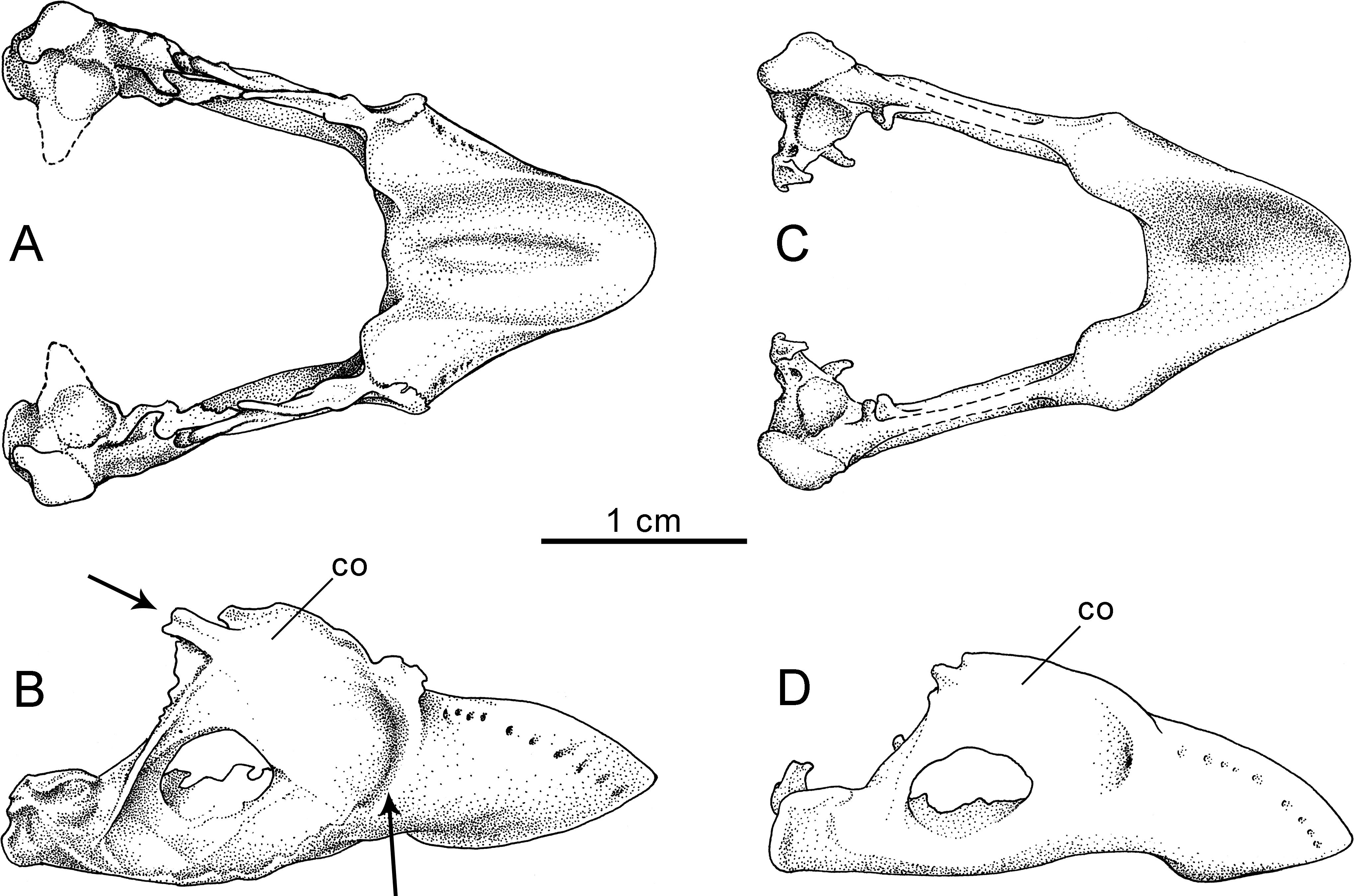 A hard nut to crack: rapid evolution in the Kona Grosbeak of Hawaii for ...