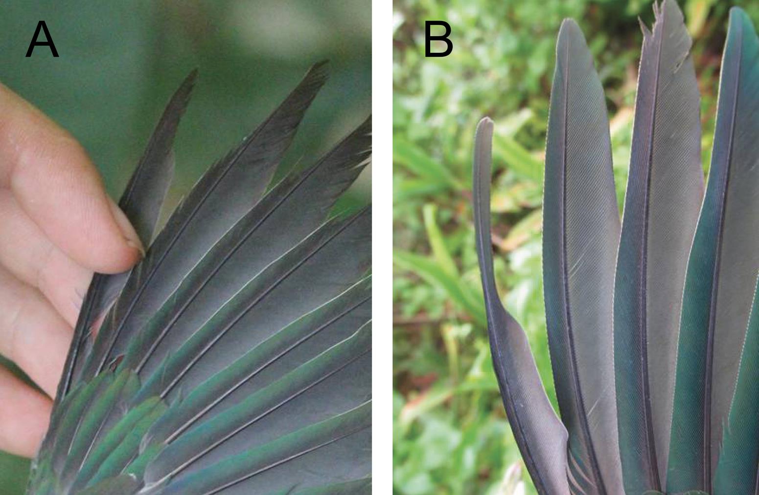 Molt patterns, age criteria, and molt-breeding dynamics in