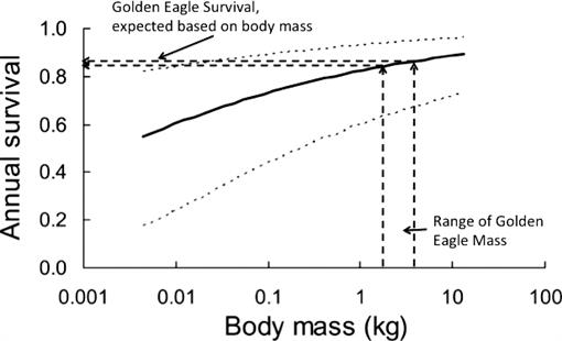 Survival Of Montana Golden Eagles Aquila Chrysaetos