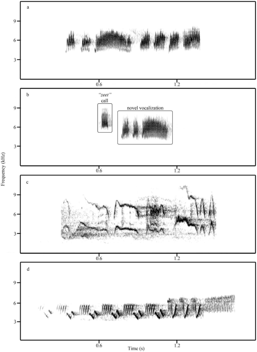 Novel Vocalizations Including Song From 2 Female Cerulean Warblers Setophaga Cerulea