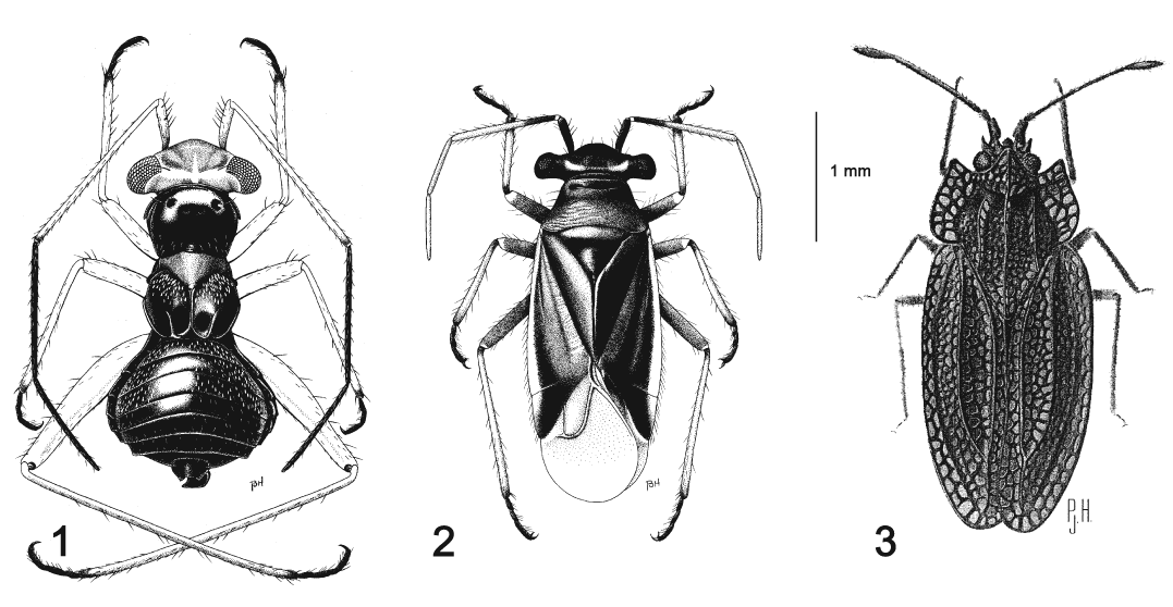 Observations Of Selected True Bugs Hemiptera Heteroptera Of The Pacific Northwest Shrub