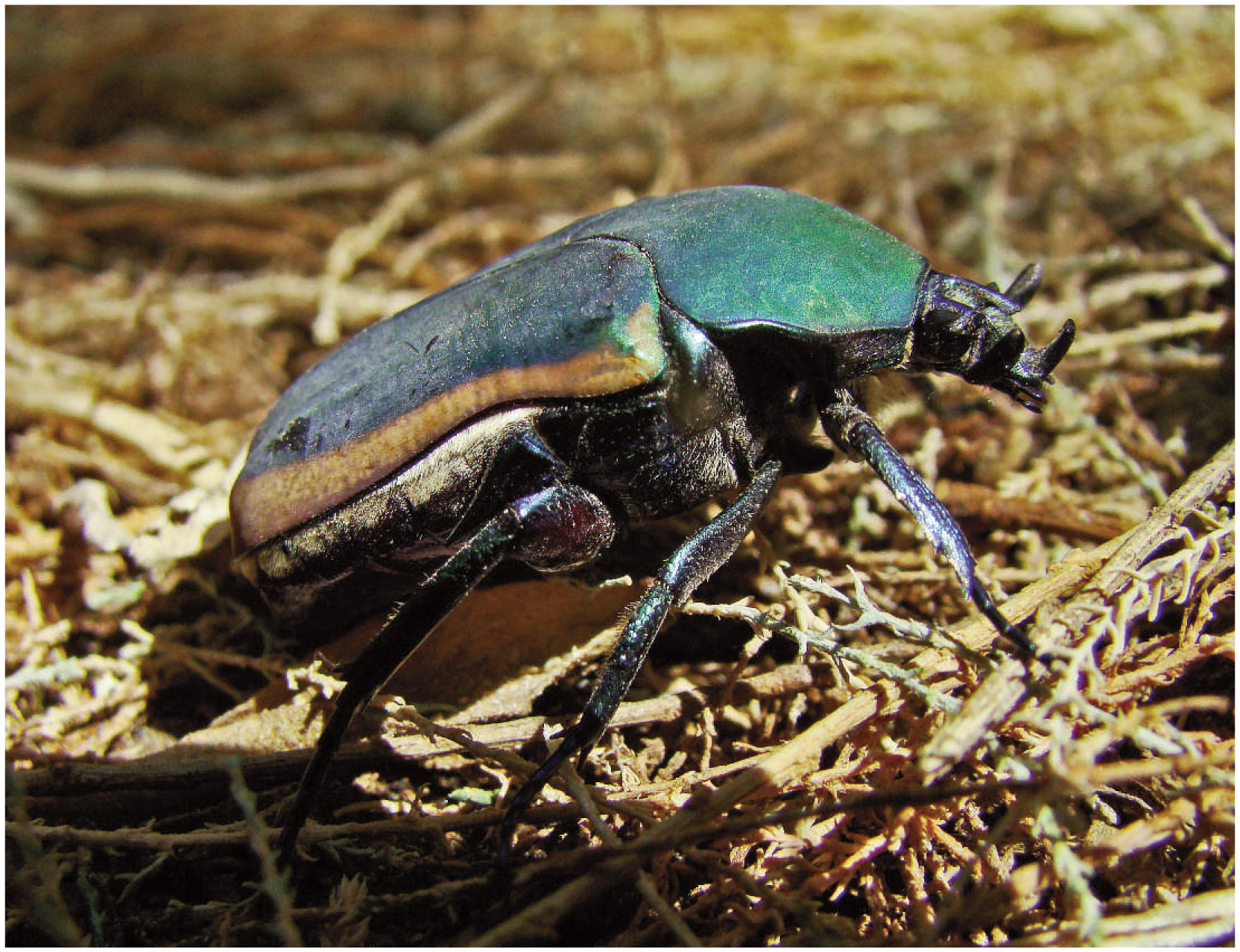 figeater beetle