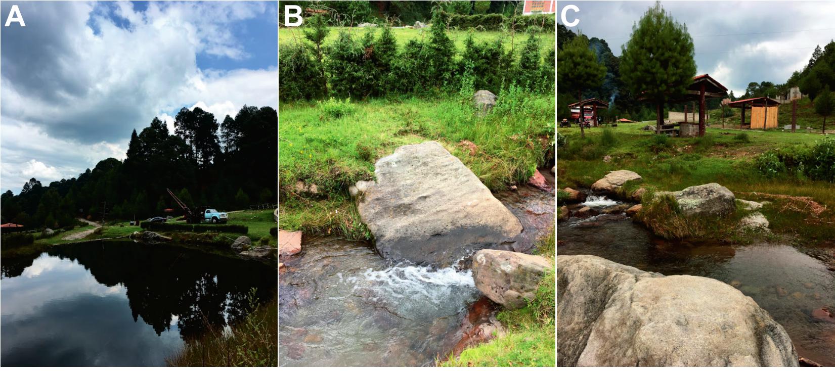 Distribution and Population Structure of Ambystoma altamirani from the Llano  de Lobos, State of México, Mexico