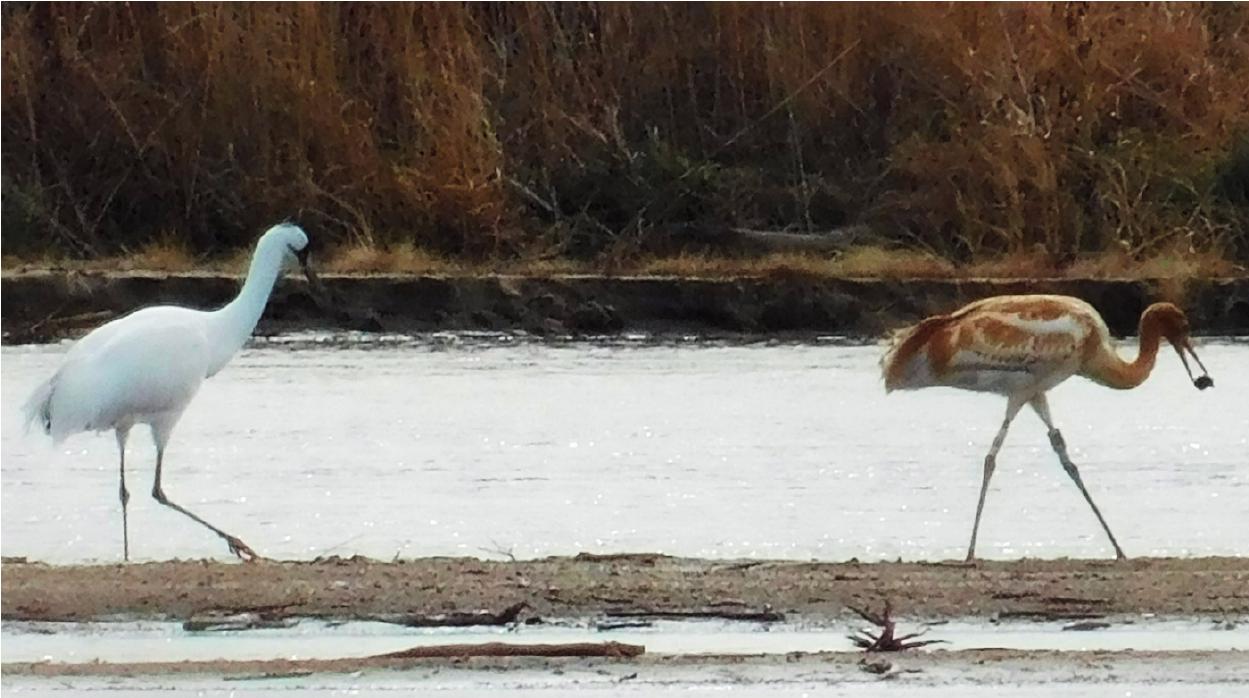 Whooping Crane  Nebraska Game & Parks Commission