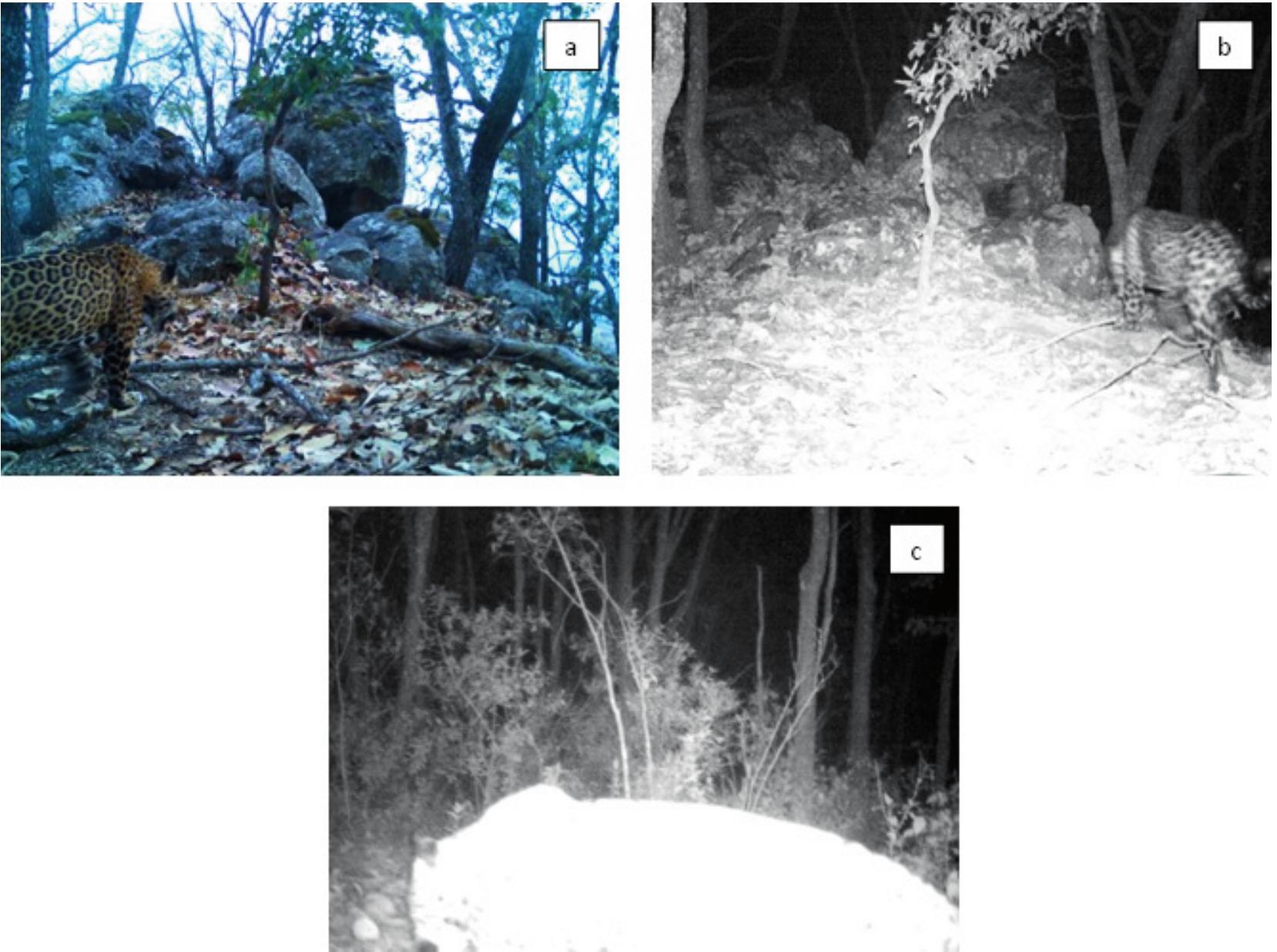 First Record of Jaguar (Panthera onca) and Potential Prey Species in Sierra  de Quila, Jalisco, Mexico