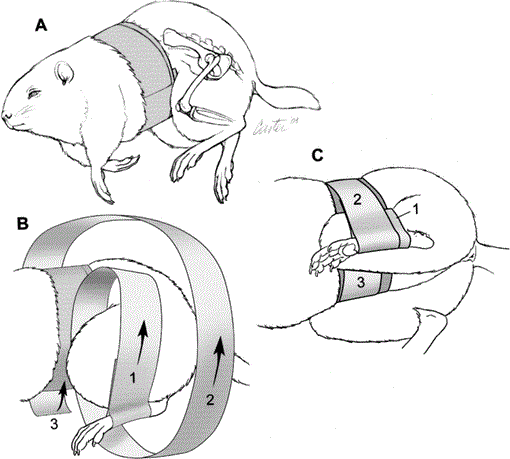 HIP LUXATION IN A WOODCHUCK (MARMOTA MONAX): SUCCESSFUL TREATMENT BY ...