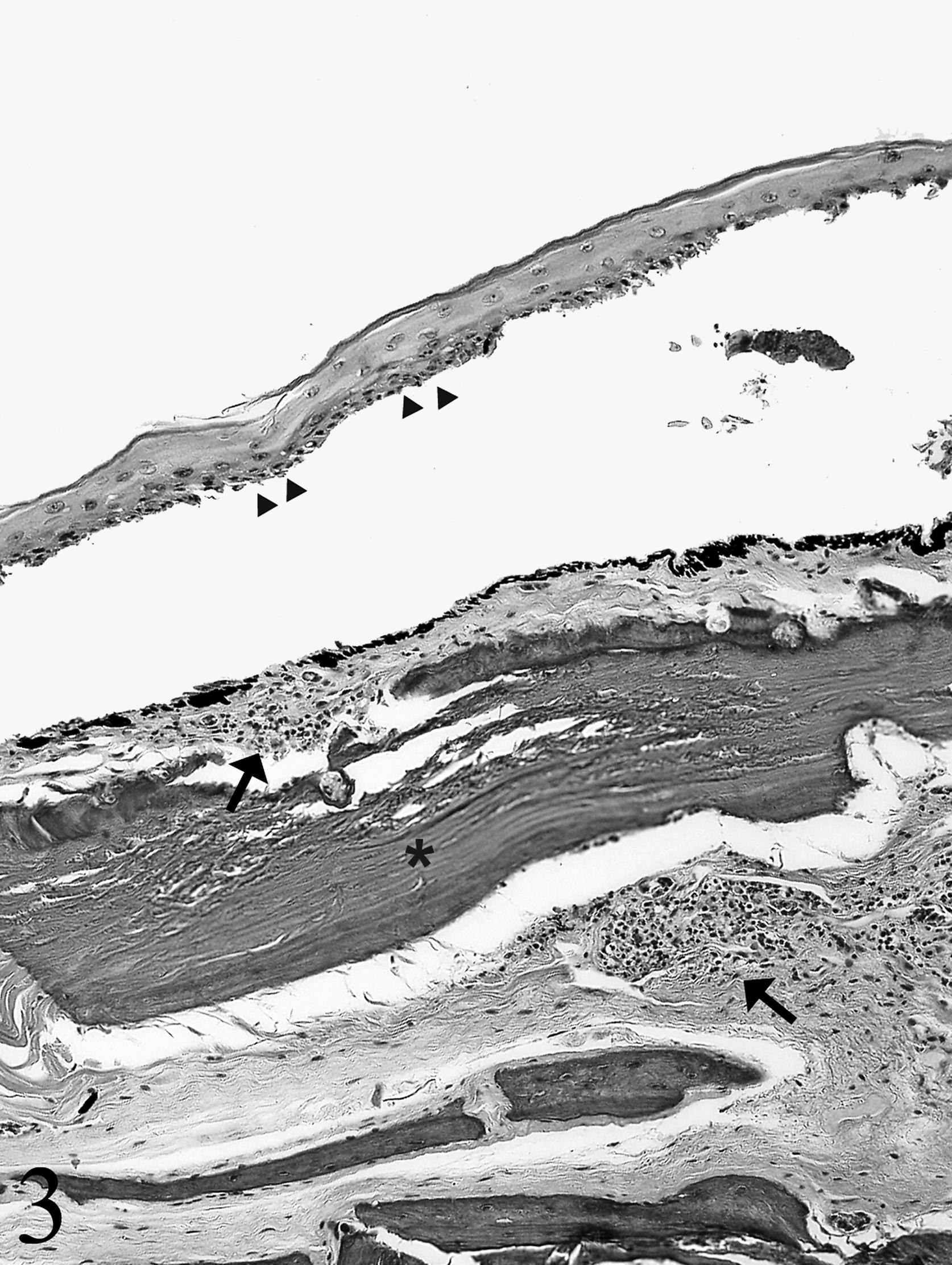 Photodermatitis and Photokeratoconjunctivitis in a Ball Python (Python ...