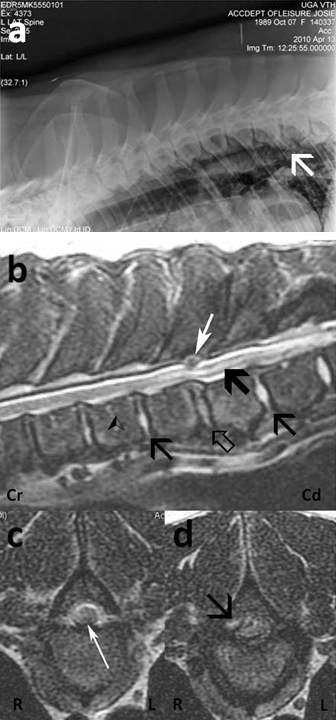 MAGNETIC RESONANCE IMAGING DIAGNOSIS OF INTERVERTEBRAL DISC DISEASE AND ...