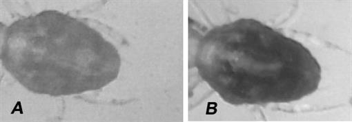 CHEYLETUS ERUDITUS (TAURRUS®): AN EFFECTIVE CANDIDATE FOR THE ...