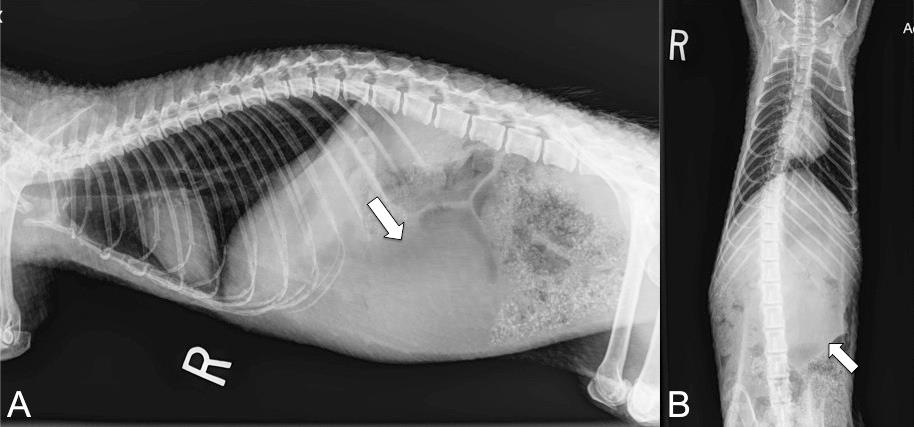 GASTROLITHIASIS IN PREHENSILE-TAILED PORCUPINES (COENDOU PREHENSILIS ...