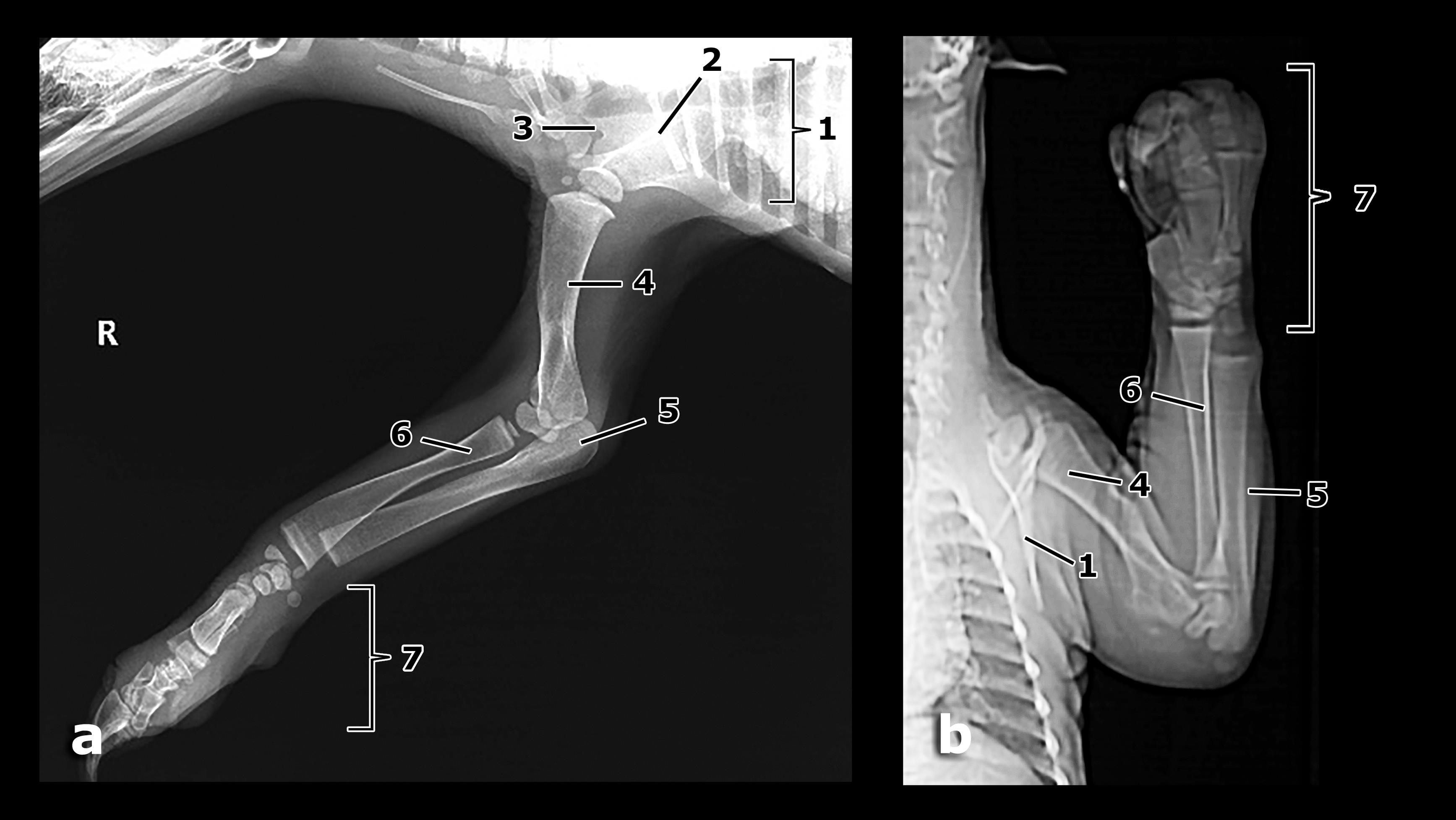 SKELETAL MORPHOLOGY OF THE FORELIMB OF MYRMECOPHAGA TRIDACTYLA