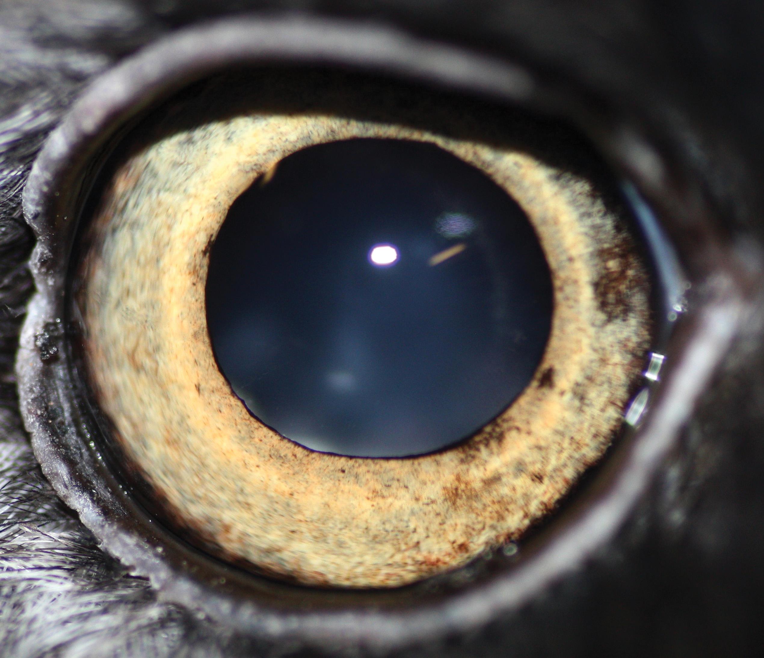 OPHTHALMIC REFERENCE VALUES AND LESIONS IN TWO CAPTIVE POPULATIONS OF NORTHERN OWLS GREAT GREY OWLS (STRIX NEBULOSA) AND SNOWY OWLS (BUBO SCANDIACUS) photo