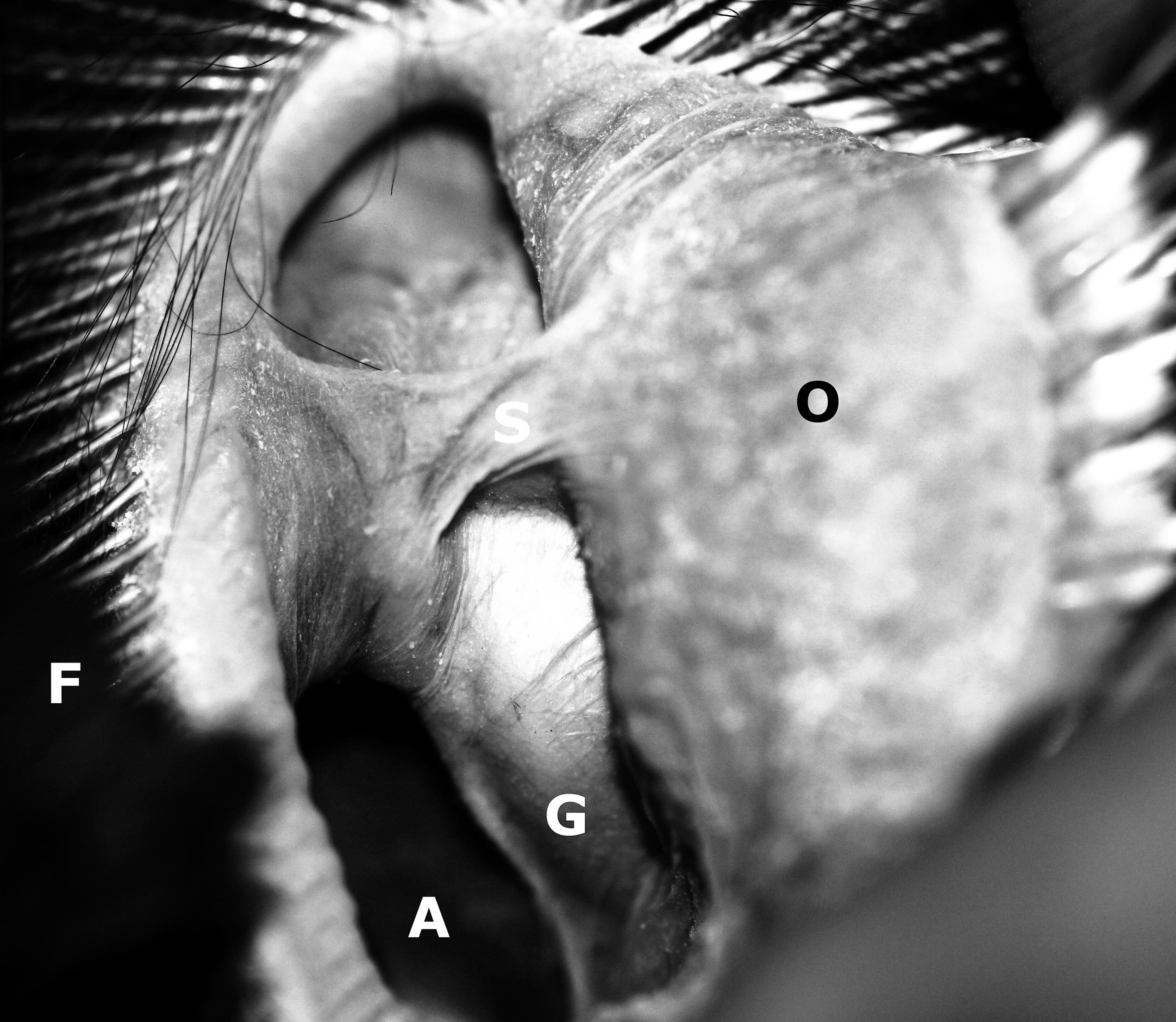 OPHTHALMIC REFERENCE VALUES AND LESIONS IN TWO CAPTIVE POPULATIONS OF NORTHERN OWLS GREAT GREY OWLS (STRIX NEBULOSA) AND SNOWY OWLS (BUBO SCANDIACUS) pic