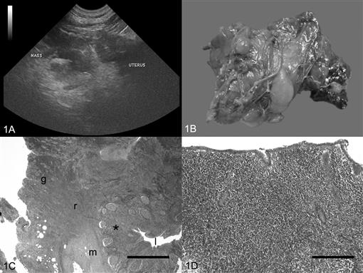 SUCCESSFUL MANAGEMENT OF CECAL PERFORATION AND FOCAL PERITONITIS IN A ...