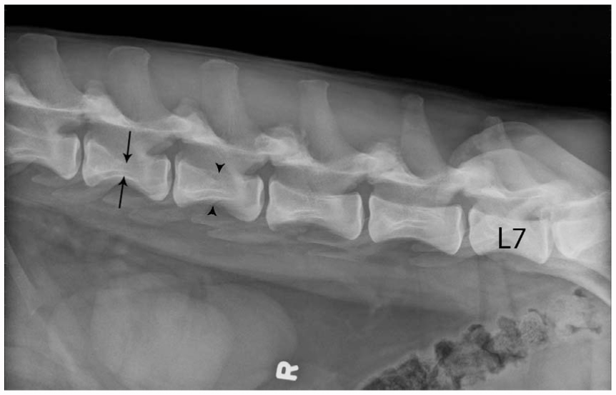 HYPERGAMMAGLOBULINEMIA AND MYELOMA IN FIVE TIGERS (PANTHERA TIGRIS ...