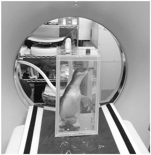 STANDING COMPUTED TOMOGRAPHY IN NONANESTHETIZED LITTLE PENGUINS