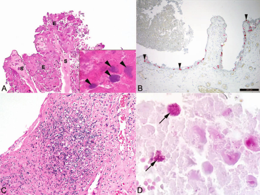 CLINICAL FINDINGS, PATHOLOGY, BIOSECURITY, AND SEROSURVEILLANCE OF ...