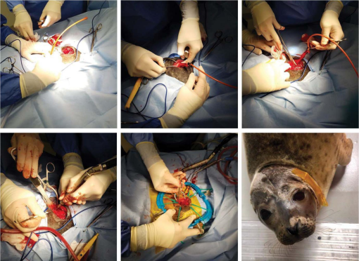 Electrocautery Surgery for Pets at Fern Creek Medical Center