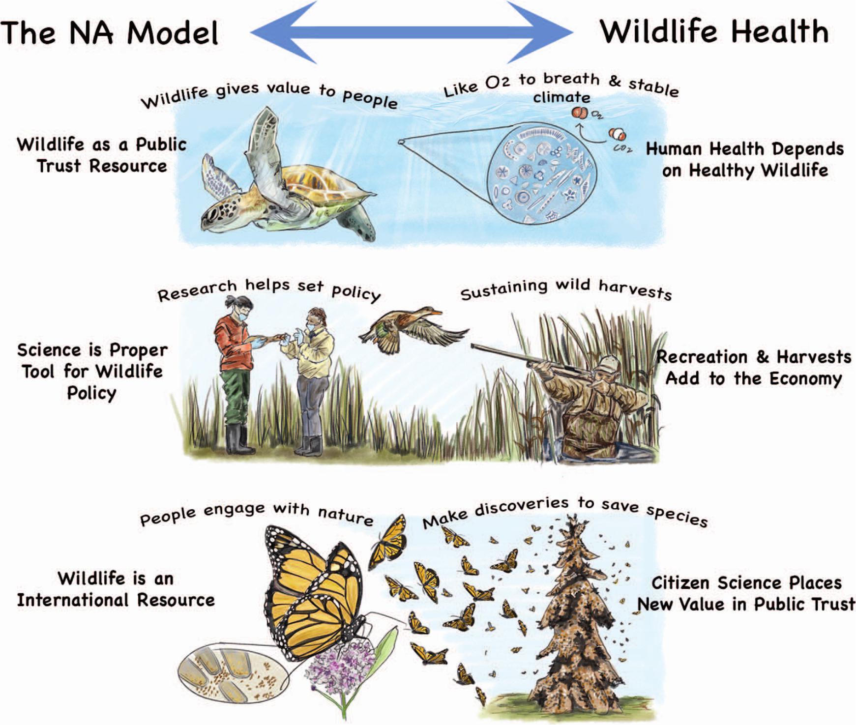 North American Model of Wildlife Conservation