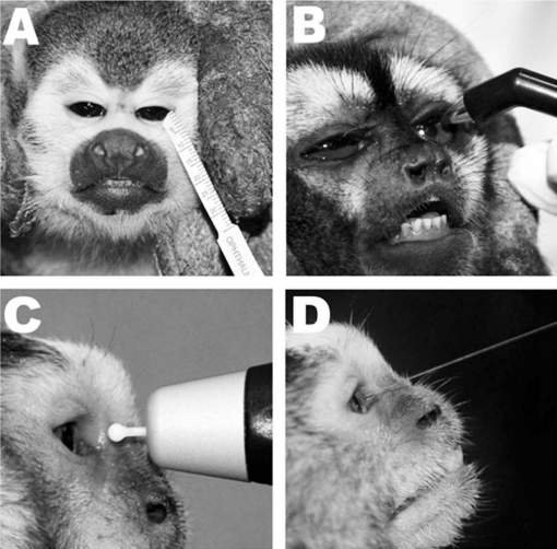 Phyto-indicators of squirrel monkey (jkijki)