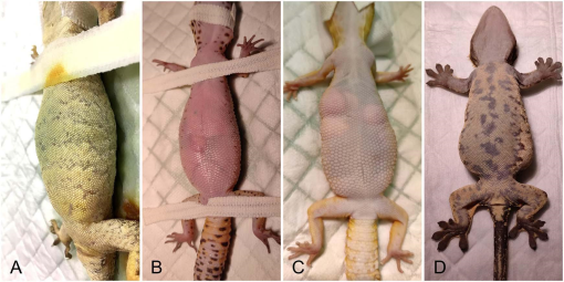UNILATERAL OVARIAN TORSION IN FIVE GECKOS: CLINICAL AND ULTRASOUND FINDINGS