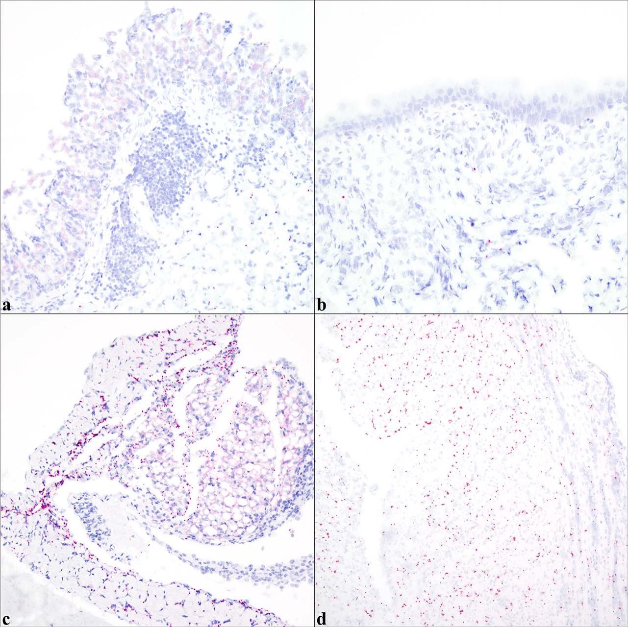 INVESTIGATION OF CARDITIS AND AN ASSOCIATED HELICOBACTER SP. IN COMMON ...
