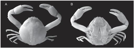 An examination of the genus Philyra Leach, 1817 (Crustacea, Decapoda ...