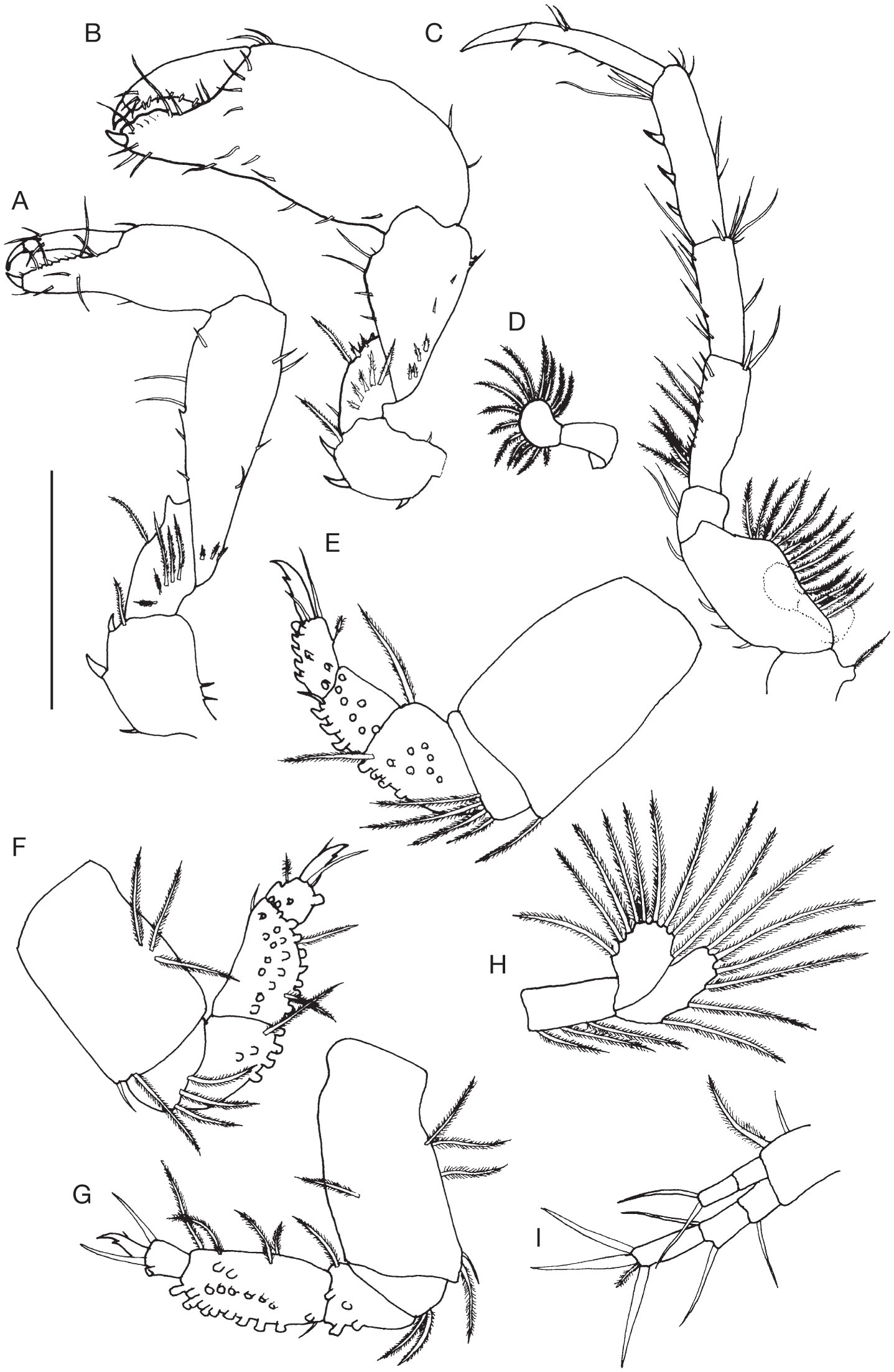 Two new species of Shell-inhabiting tanaidaceans (Crustacea, Peracarida ...